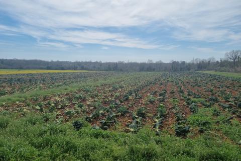 Šišan, Ližnjan, 9.530m2