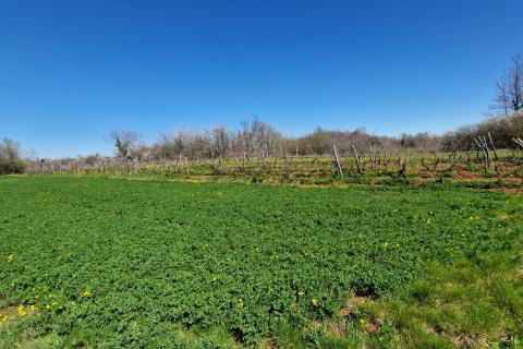 Terreno non edificabile Savičenta, Vodnjan, 2.305m2