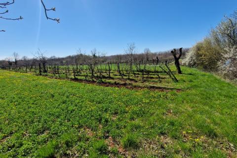 Terreno non edificabile Savičenta, Vodnjan, 2.305m2