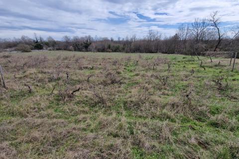 Terreno non edificabile Bokordići, Svetvinčenat, 5.565m2