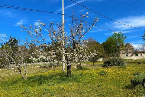ISTRA, BUJE - Samostojeća kuća i veliko građevinsko zemlji&scaron;te
