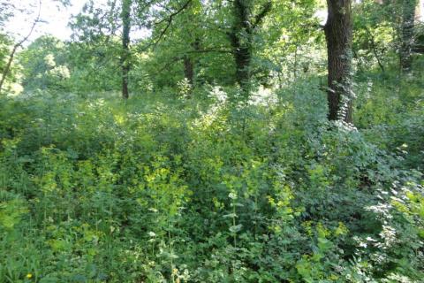 Building plot Cernik, Čavle, 2.800m2