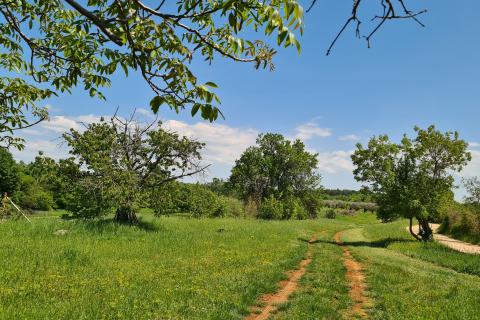 Poreč okolica: Građevinsko zemljište 7 km od Poreča