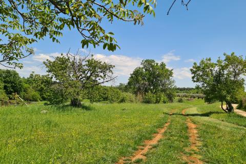 Poreč okolica: Građevinsko zemljište 7 km od Poreča