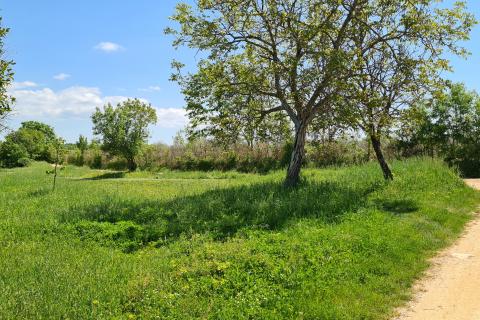 Poreč okolica: Građevinsko zemljište 7 km od Poreča
