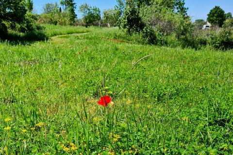 Poreč okolica: Građevinsko zemljište 7 km od Poreča