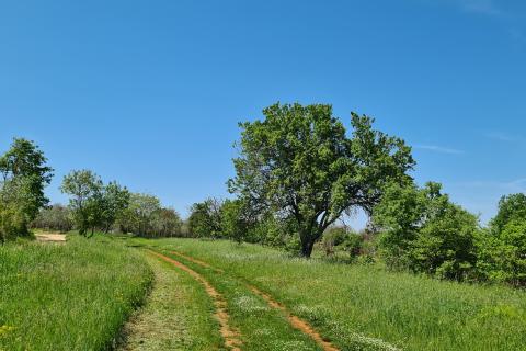 Poreč okolica: Građevinsko zemljište 7 km od Poreča