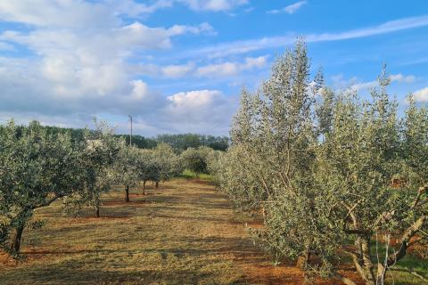 Kaštelir, poljoprivredno zemljište i  maslinik