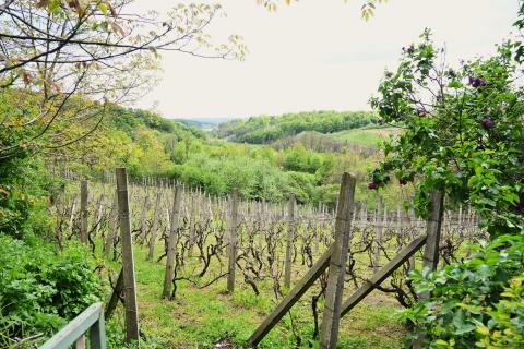 Haus Donja Zelina, Sveti Ivan Zelina, 226m2