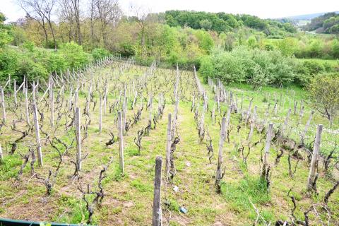 Haus Donja Zelina, Sveti Ivan Zelina, 226m2