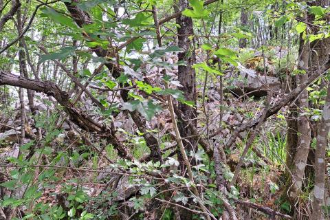 Permani, Matulji, 1.590m2