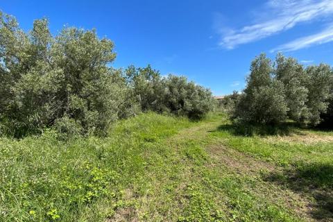 Poreč - okolica, 2 autohtone kamene kuće sa pogledom na more i kombinacijom građevinskog i poljoprivrednog zemljišta