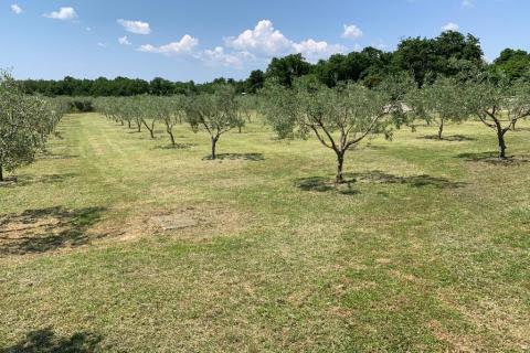 Muntić, lijepi maslinik od 7208 m2