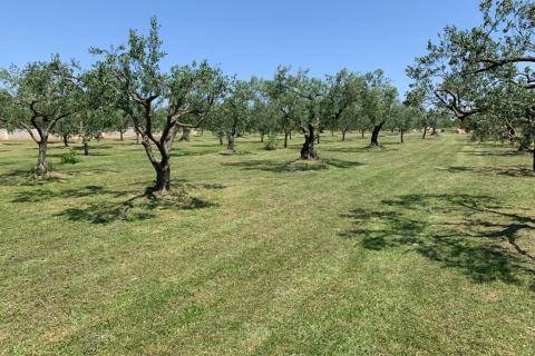 Muntić, lijepi maslinik od 7208 m2