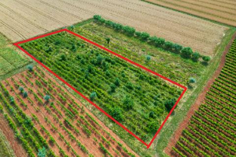 Rovinj,2440m2 poljoprivredno Gripole-Turnina