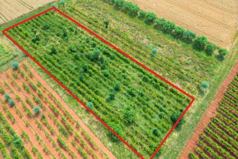 Rovinj,2440m2 poljoprivredno Gripole-Turnina