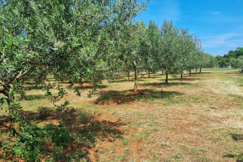 Istra, Loborika gradevinsko-poljoprivredno zemljište od 2321m2