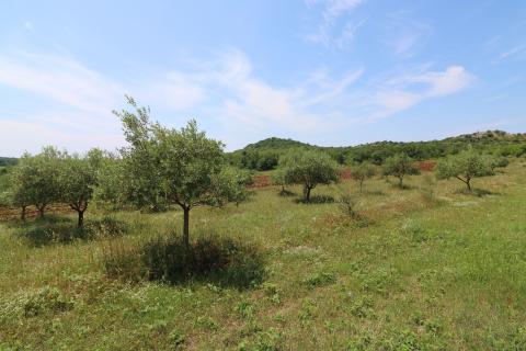 POREČ-4 h poljoprivrednog zemljišta