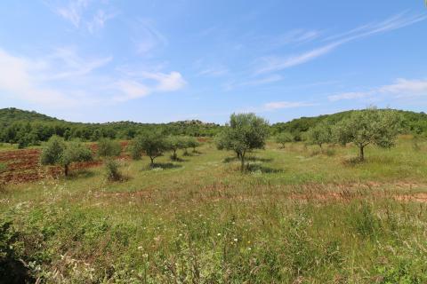 POREČ-4 h poljoprivrednog zemljišta