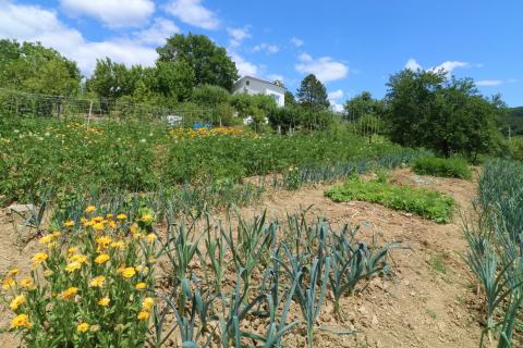 ISTRA, Pazin- kuća na osami
