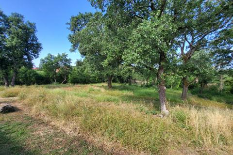 Istra, okolica Poreča, šarmantno istarsko imanje sa vilom i kućom na 9000m2