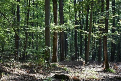 Previž, Cerovlje, 39.181m2