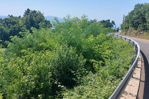 Bauland Sveta Jelena, Mošćenička Draga, 903m2