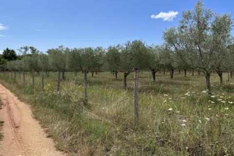 Labinci - okolica, uređeni i ograđeni maslinik na izvrsnoj lokaciji