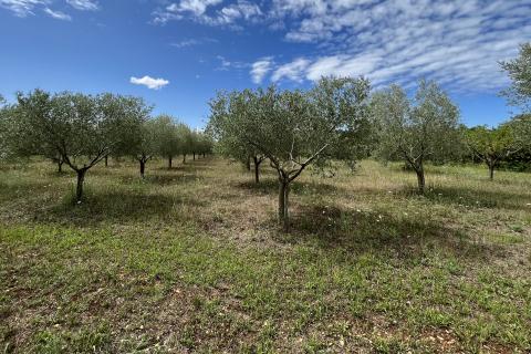 Labinci - okolica, uređeni i ograđeni maslinik na izvrsnoj lokaciji