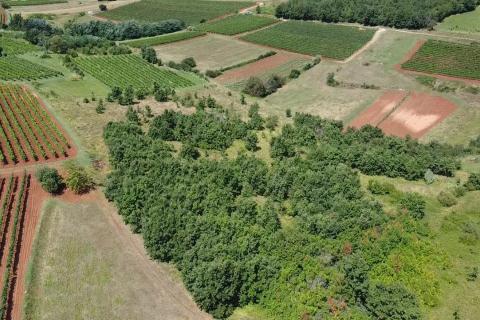 Terreno non edificabile Vižinada, 10.286m2