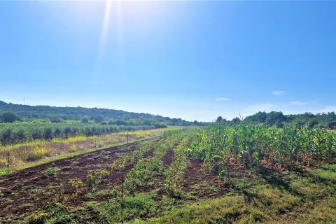 Non-structural plot Kršete, Buje, 6.331m2