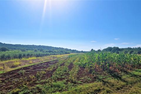 Non-structural plot Kršete, Buje, 6.331m2