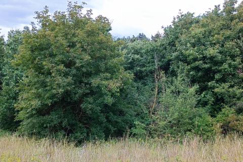 Istra, Žminj, Građevinsko zemljište na lijepoj lokaciji, površine 1953 m2