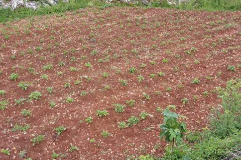 Земельный участок строительного назначения Kras, Dobrinj, 1.620m2