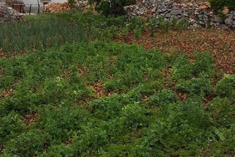 Земельный участок строительного назначения Kras, Dobrinj, 1.620m2