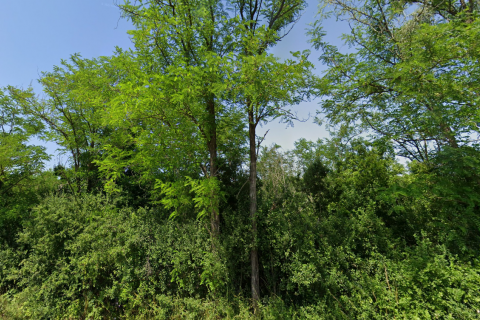 Motovun okolica,  poljoprivrdno zemljište 73837 m2