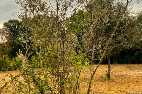 Terreno non edificabile Rovinj, 11.000m2