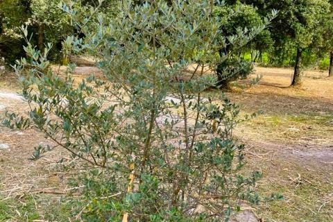 Terreno non edificabile Rovinj, 11.000m2