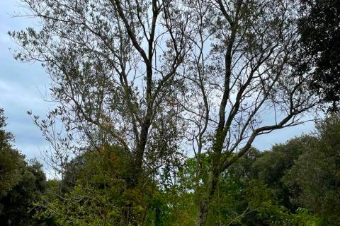 Terreno non edificabile Rovinj, 11.000m2