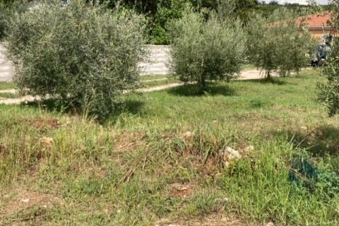 Momjan okolica, konoba, sobe za turistički najam i građevinsko zemljište