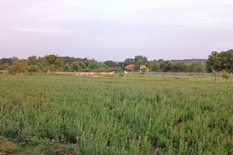 Istra, Marčana, vikend zemljište u Marčani 2660m2