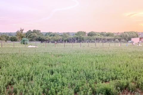 Istra, Marčana, vikend zemljište u Marčani 2660m2