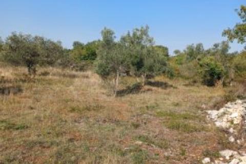 Istra, Galižana, maslinik sa kažunom 