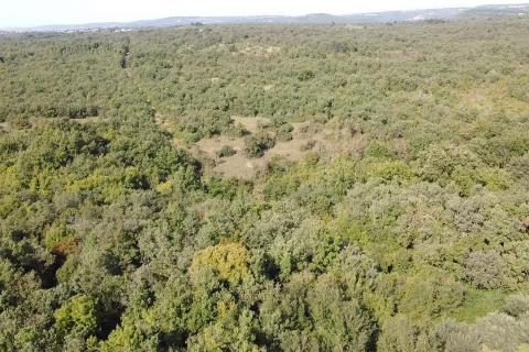 Niet bouwgrond Buje, 126.151m2