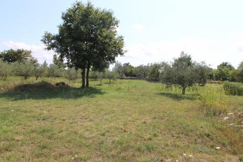 Istra,Vodnjan okolica,građevinsko-poljoprivredna parcela