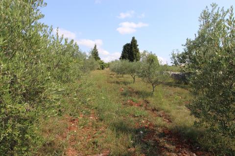 Istra,Vodnjan okolica,građevinsko-poljoprivredna parcela