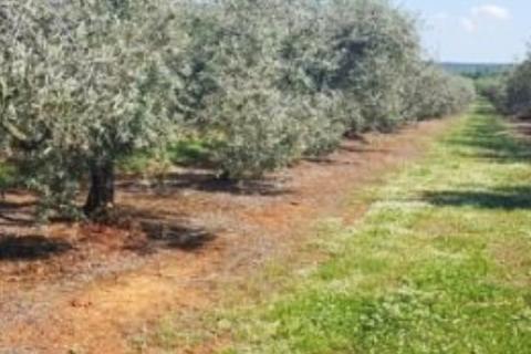 Stavbno zemljišče Poreč okolica, Poreč, 10.557m2