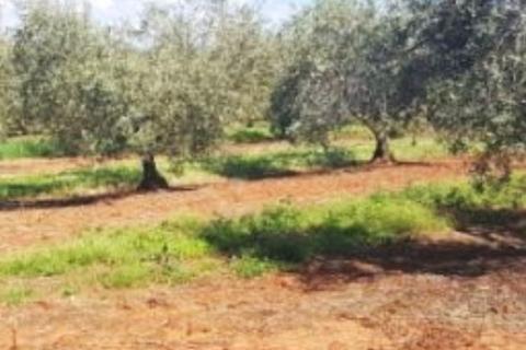 Stavbno zemljišče Poreč okolica, Poreč, 10.557m2