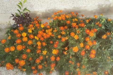 Rijeka, Grbci, Kuća 396 m2 s tri etaže i dva pomoćna objekta