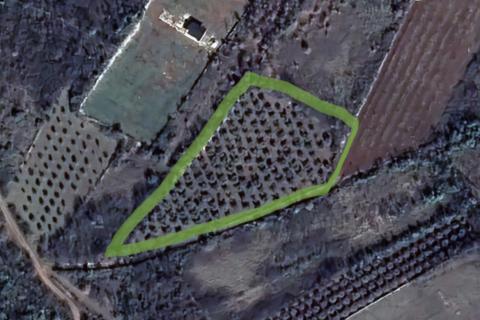 ISTRA,Vodnjan - maslinik sa 150 maslina